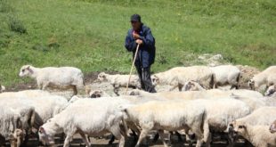 APIA face plățile pentru plata ajutorului de stat pentru animale