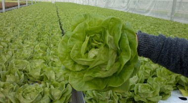 Un fermier din Poienarii Burchii, Prahova, a reuşit să-şi vândă salata în Kaufland