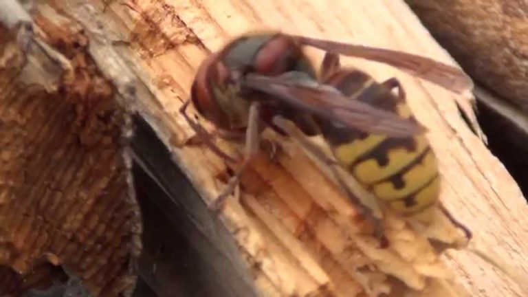 Un om a murit înţepat de o viespe la Zoo Bucov. Situaţia a creat încă un scandal în Primăria Ploieşti
