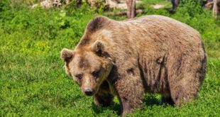 Un bărbat din Azuga a fost omorât de urs. Animalul l-a surprins la alergat