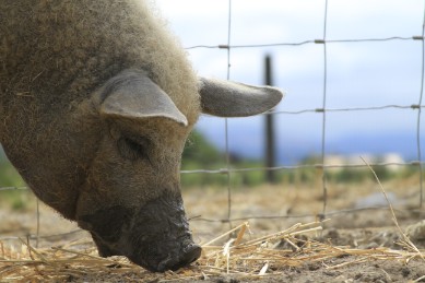 Măsuri de prevenire a pestei porcine africane. Ce trebuie să ştii dacă vrei să cumperi porci vii?