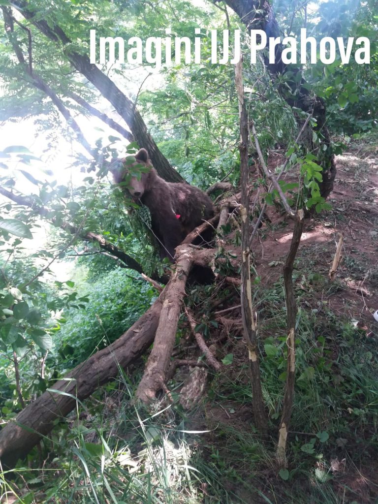 Grup de turiști coborât de jandarmi de pe munte din cauza unui urs