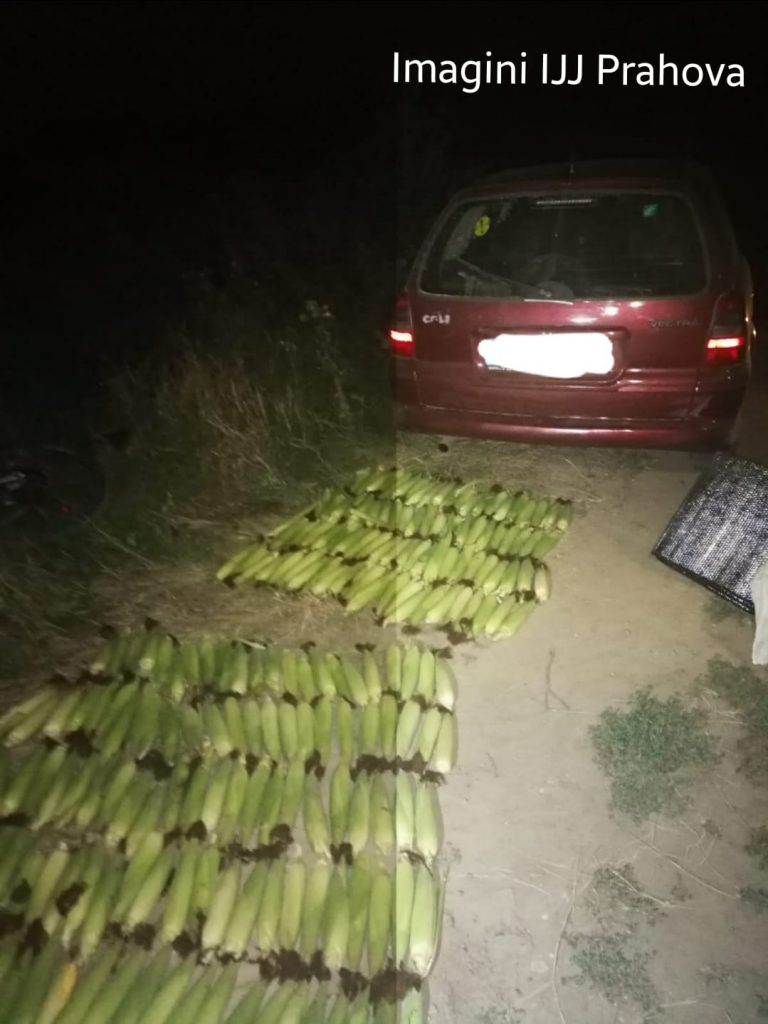 Afaceri de sezon: Furaseră porumb de pe un câmp din Tătărani pentru a-l fierbe şi a-l vinde!
