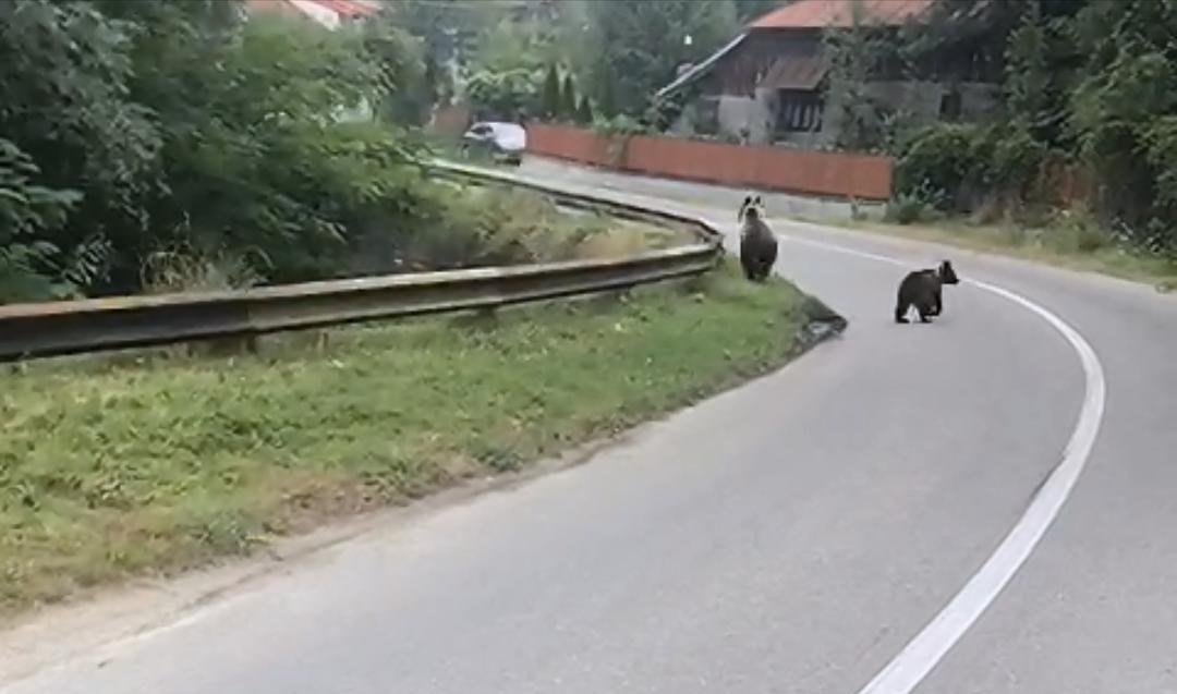 O ursoaica și doi pui terorizeaza Telega