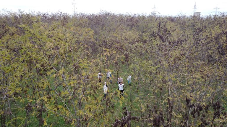 Video-Uite cum arată de sus pădurea plantată în locul fostei gropi de gunoi a Ploieştiului!