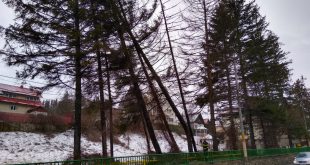 V&acirc;ntul puternic da de lucru pompierilor la Sinaia. Mai mulți copaci in pericol de a cadea
